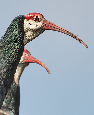 Southern Bald Ibis